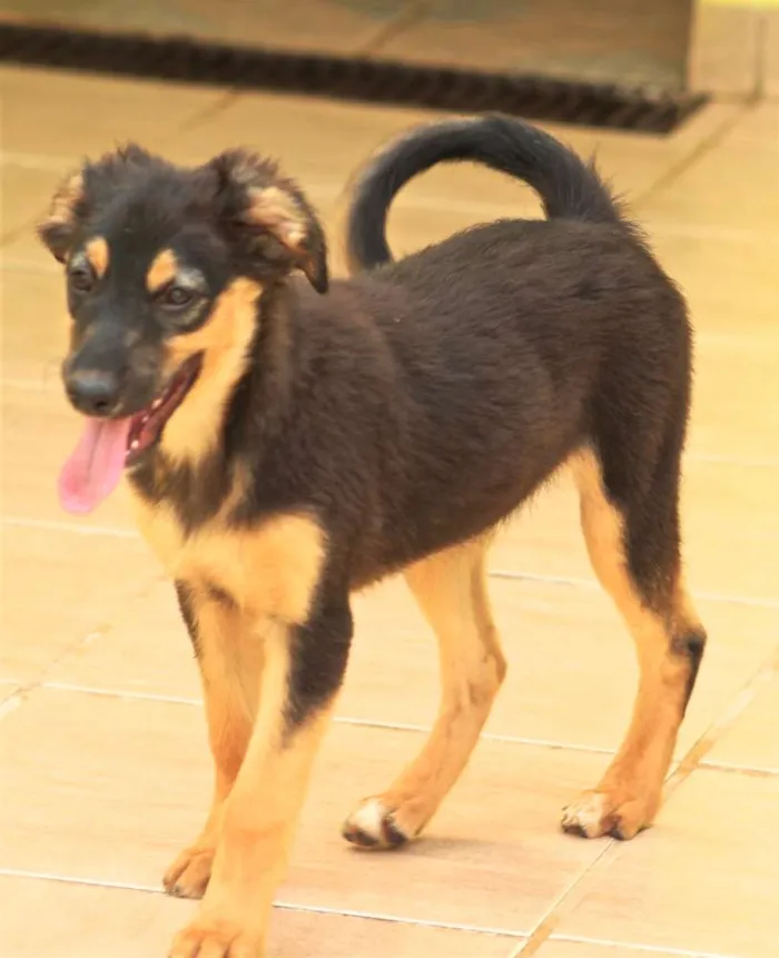 Cachorro ra a  idade 2 a 6 meses nome Laika Filhote