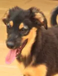 Laika Filhote