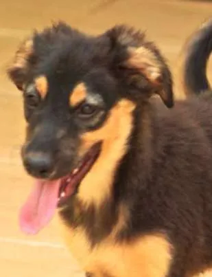 Cachorro ra a  idade 2 a 6 meses nome Laika Filhote