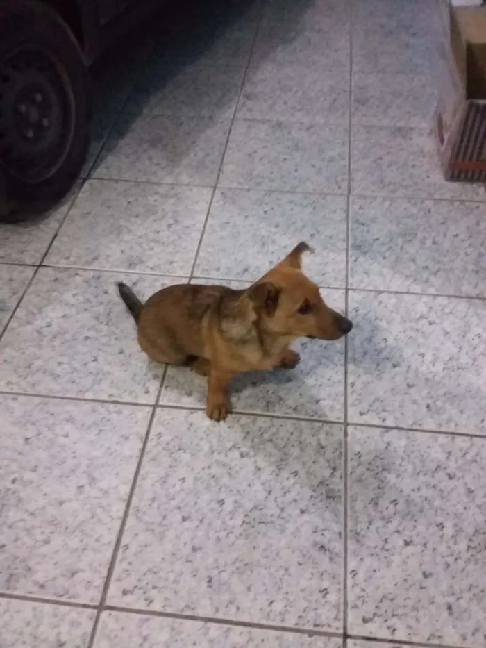 Cachorro ra a Vira lata idade 2 a 6 meses nome Tico