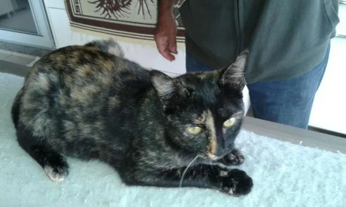Gato ra a Indefinido idade 7 a 11 meses nome Não tem