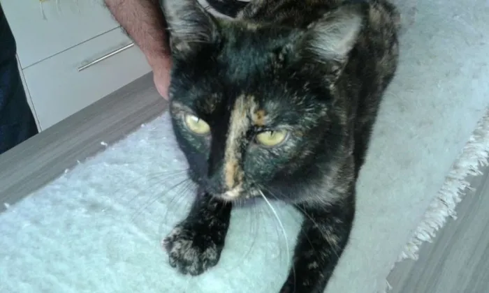 Gato ra a Indefinido idade 7 a 11 meses nome Não tem