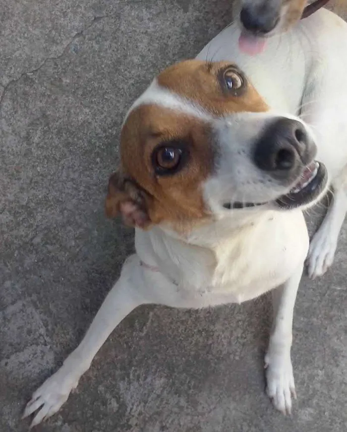 Cachorro ra a nao sei idade 1 ano nome branquinha