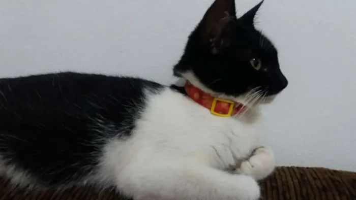 Gato ra a Sem definição  idade 2 a 6 meses nome Nina