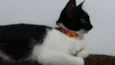 Nina
