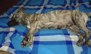 Cachorro raça Fila idade 7 a 11 meses nome Bambu