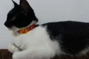 Gato raça Sem definição  idade 2 a 6 meses nome Nina