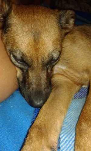 Cachorro raça Vira lata idade  nome Selva