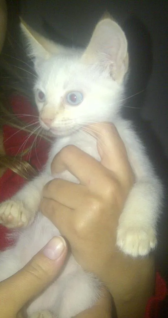 Gato raça  idade 2 a 6 meses nome fofinhu