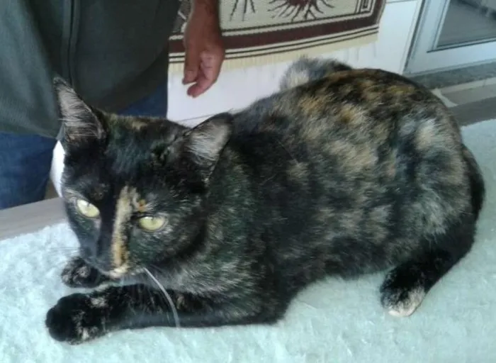 Gato ra a Indefinido idade 7 a 11 meses nome Não tem