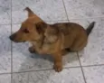 Tico
