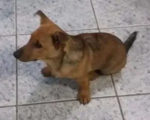 Cachorro raça Vira lata idade 2 a 6 meses nome Tico