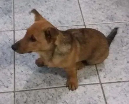 Cachorro ra a Vira lata idade 2 a 6 meses nome Tico