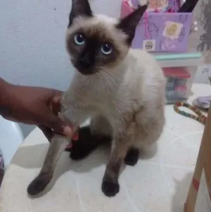 Gato raça  idade 2 a 6 meses nome Gabi