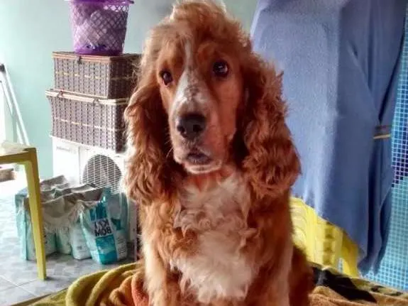 Cachorro raça Cocker Inglês  idade 4 anos nome Kiara