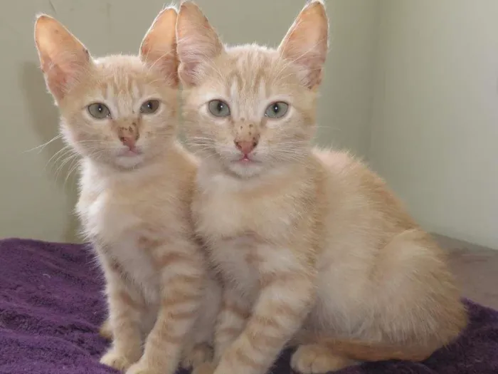 Gato raça SRD idade 2 a 6 meses nome Ron e Giny