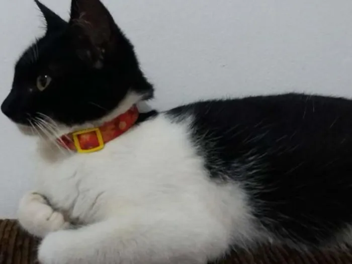 Gato ra a Sem definição  idade 2 a 6 meses nome Nina