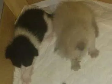 Gato raça Siames idade Abaixo de 2 meses nome Felinos