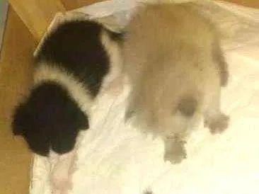Gato raça Siames idade Abaixo de 2 meses nome Felinos