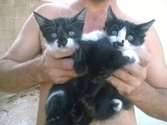Gato raça indefinida idade 2 a 6 meses nome varios