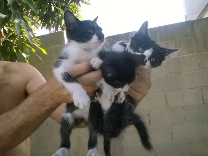 Gato raça indefinida idade 2 a 6 meses nome varios