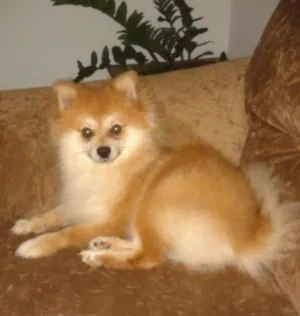 Cachorro raça Spitz alemão anão  idade 3 anos nome Oliver