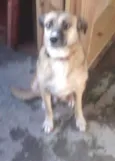 juca e Pelucia