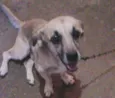 juca e Pelucia