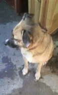 juca e Pelucia