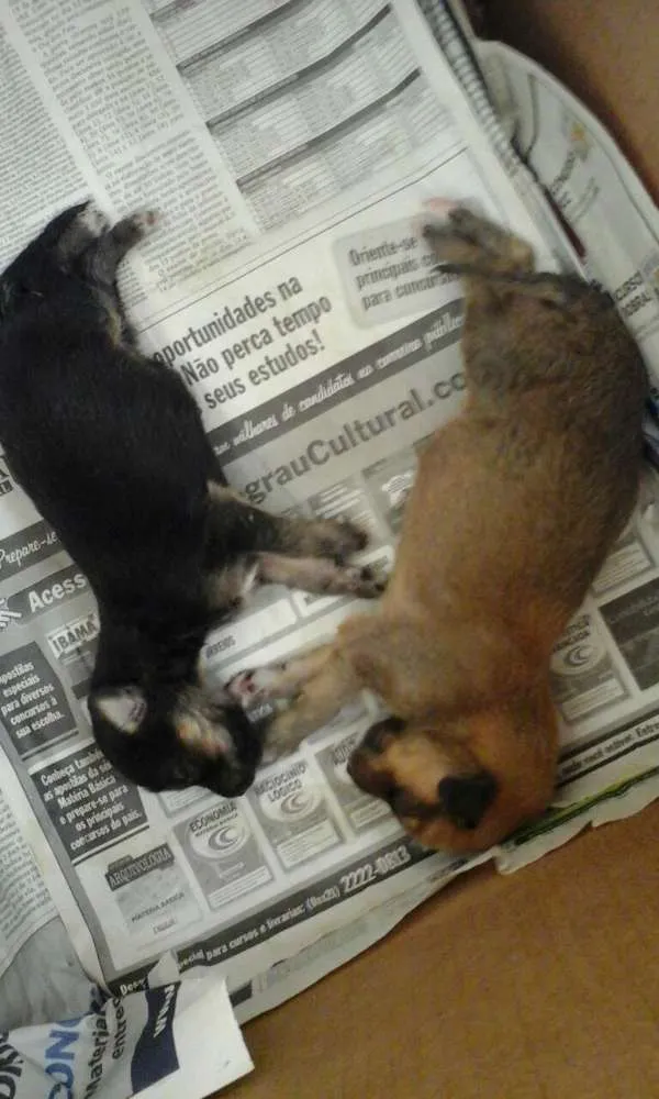 Cachorro ra a vira-lata idade Abaixo de 2 meses nome Vários