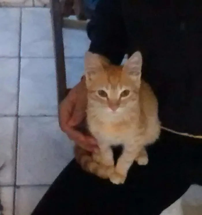 Gato ra a  idade Abaixo de 2 meses nome Dê um nome a ele