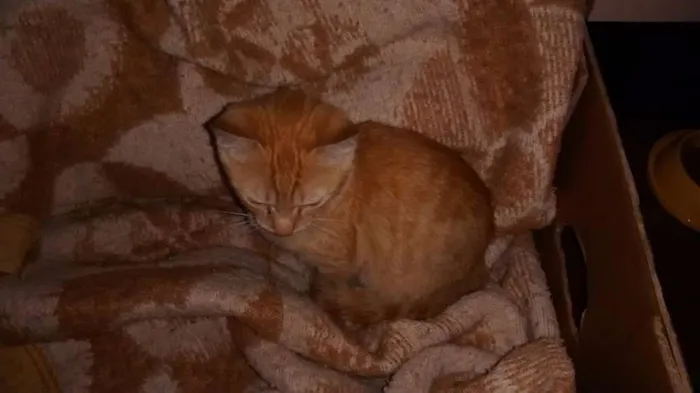 Gato ra a  idade Abaixo de 2 meses nome Dê um nome a ele