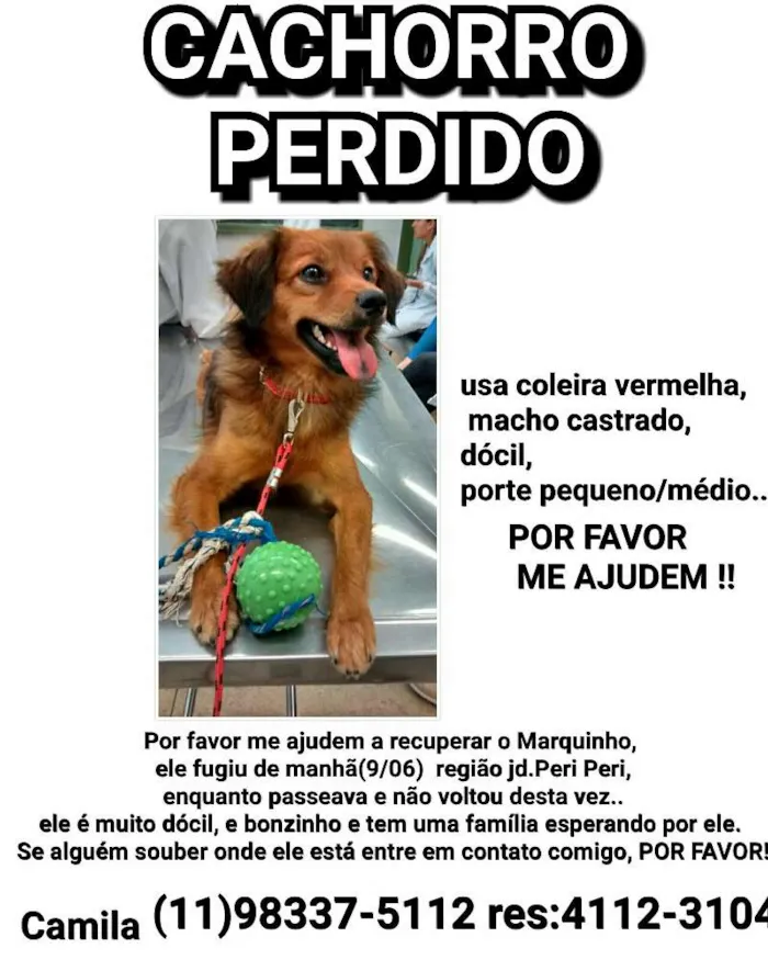 Cachorro ra a Srd idade 2 anos nome Marquinho 