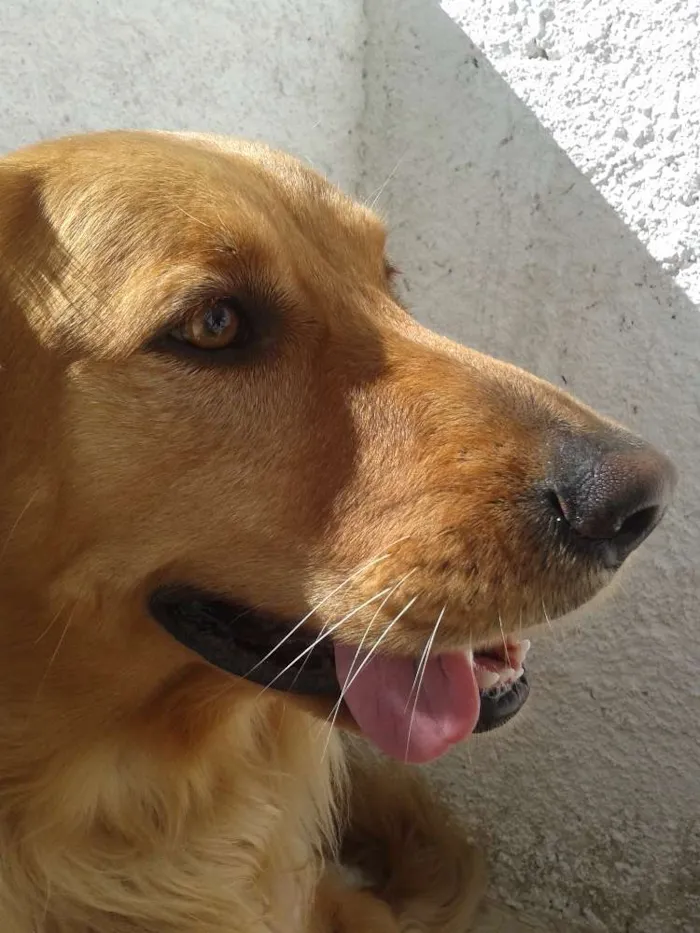 Cachorro ra a Golden Retriever idade 5 anos nome Marrie