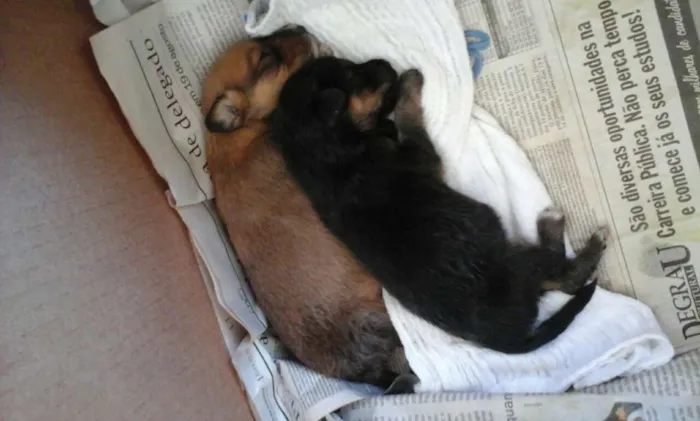 Cachorro ra a vira-lata idade Abaixo de 2 meses nome Vários