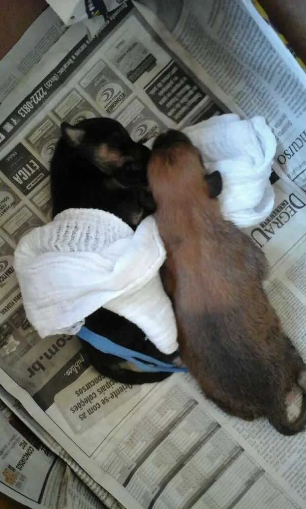 Cachorro ra a vira-lata idade Abaixo de 2 meses nome Vários