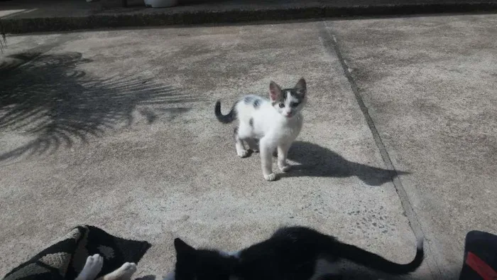 Gato raça Vira-lata  idade Abaixo de 2 meses nome Não tem