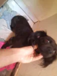 Faísca