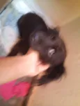 Faísca