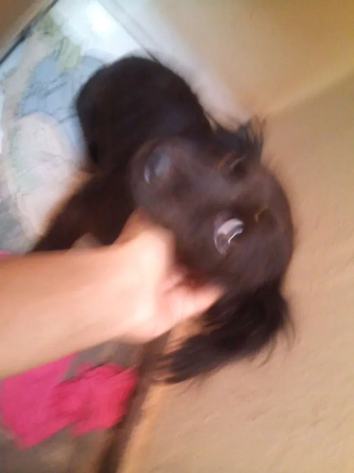 Cachorro raça desconhecida idade  nome Faísca