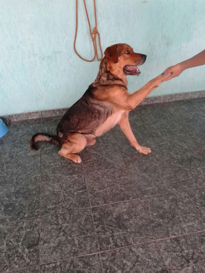 Cachorro ra a pastor idade 6 ou mais anos nome Apolo GRATIFICA