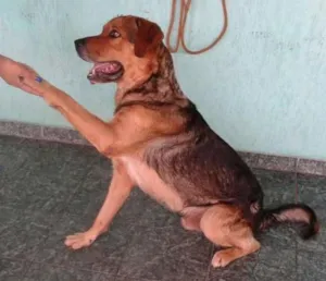 Cachorro raça pastor idade 6 ou mais anos nome Apolo GRATIFICA