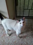 Gato dócil