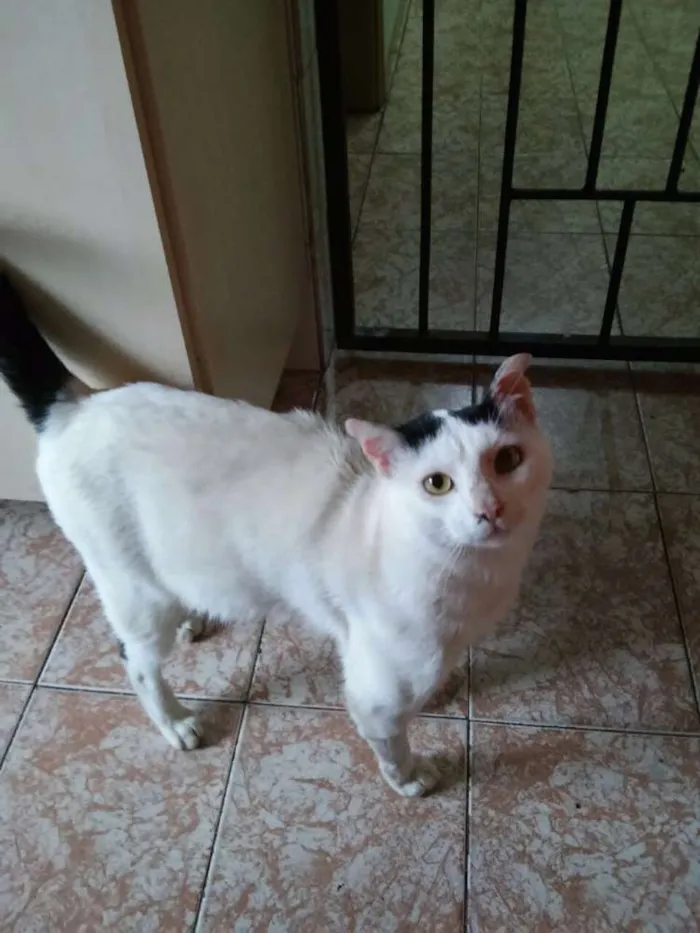 Gato ra a Indefinida idade 1 ano nome Gato dócil