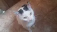 Gato dócil