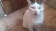 Gato dócil
