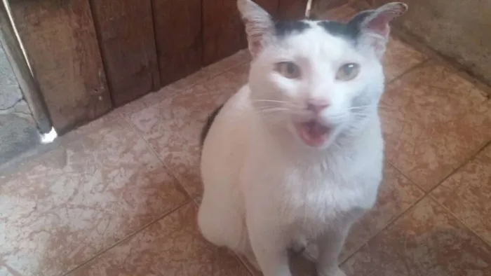 Gato ra a Indefinida idade 1 ano nome Gato dócil