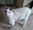 Gato dócil