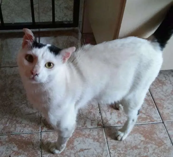 Gato ra a Indefinida idade 1 ano nome Gato dócil