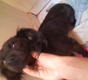Cachorro raça desconhecida idade  nome Faísca